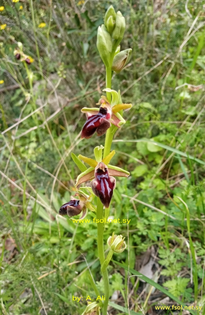 Ophrys mammosa Desf.